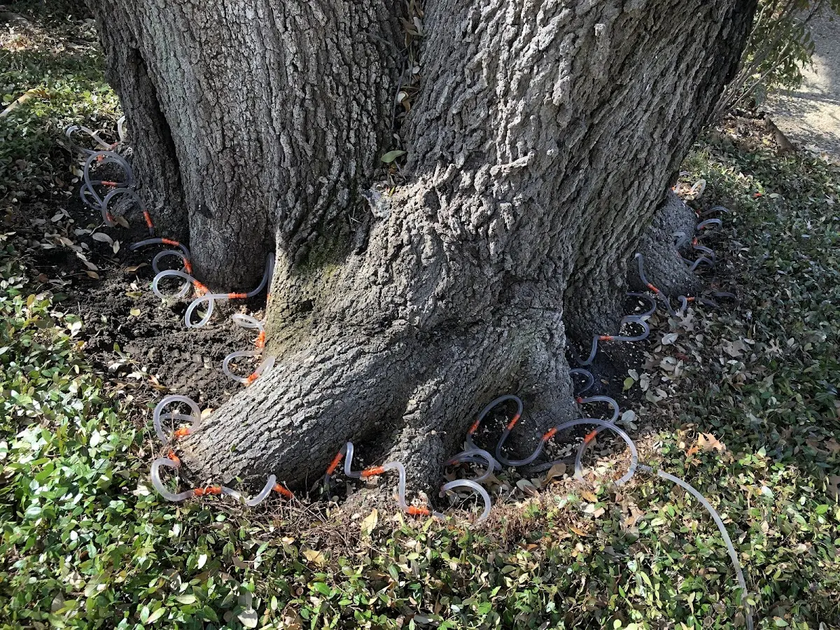 Detailed Tree Cabling and Bracing job site in Clay Center