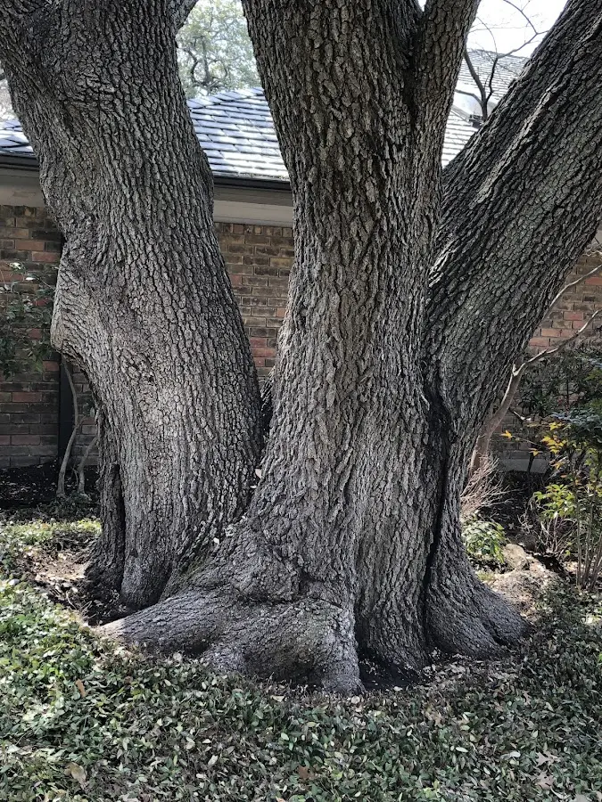 Mature heritage tree close to a Clay Center property cared for by certified arborists